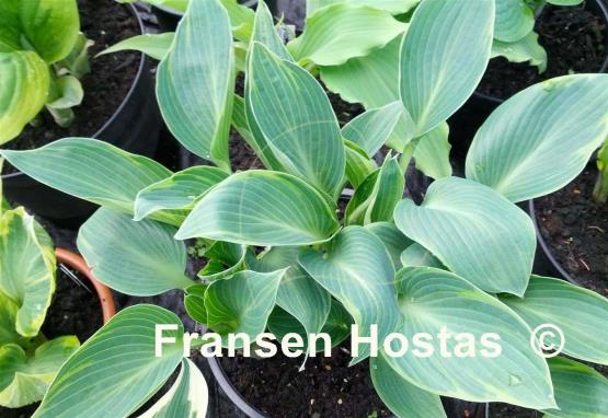 Hosta Oberland Thin Line